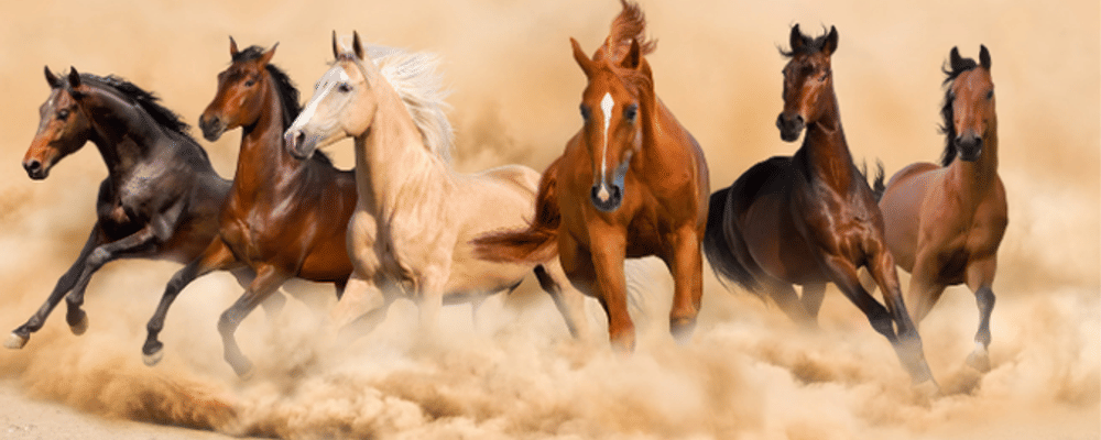 7 horse painting for your home